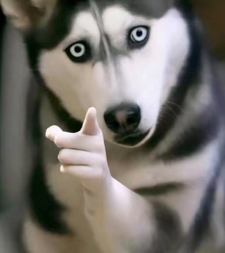 chien attention